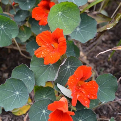 Nasturcja niska Princess of India - Tropaeolum minus - nasiona nasturcji - 15 szt.