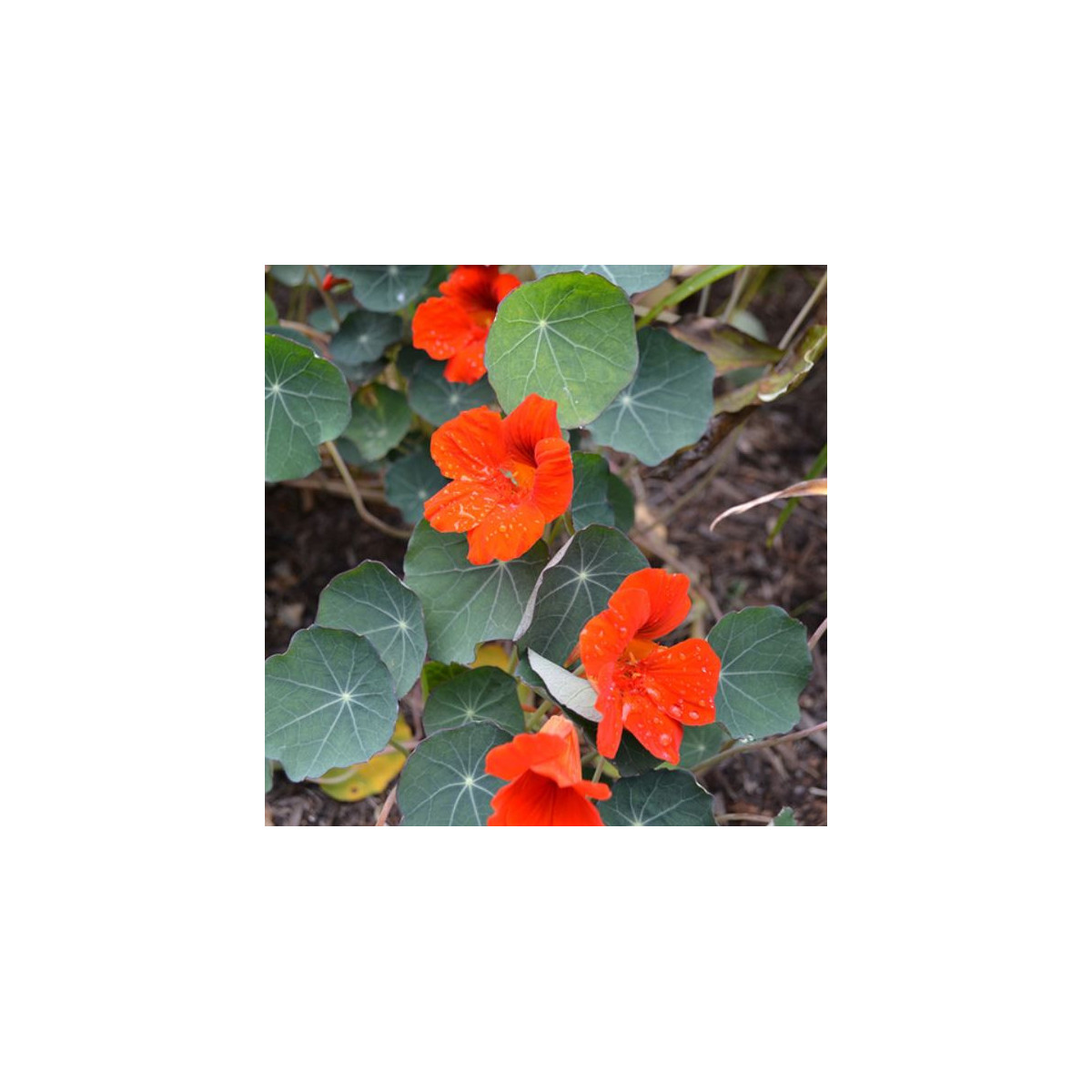 Nasturcja niska Princess of India - Tropaeolum minus - nasiona nasturcji - 15 szt.