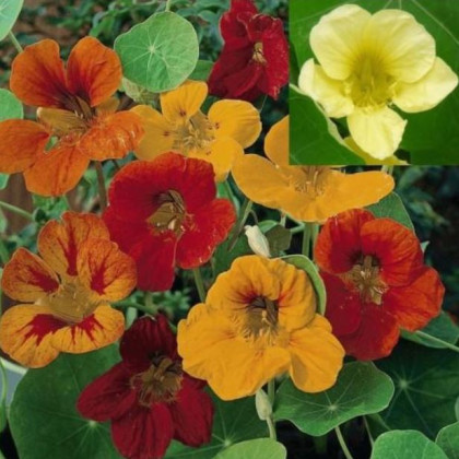 Nasturcja większa Lobbianum mieszanka - Tropaeolum majus - nasiona nasturcji - 10 szt.