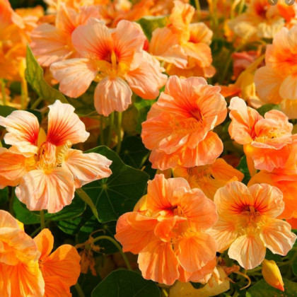 Nasturcja niska Tip Top Apricot - Tropaeolum minus - nasiona nasturcji - 12 szt.