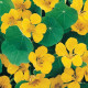 Nasturcja niska Tip Top Gold - Tropaeolum minus - nasiona nasturcji - 10 szt.