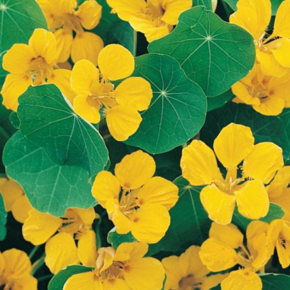 Nasturcja niska Tip Top Gold - Tropaeolum minus - nasiona nasturcji - 10 szt.