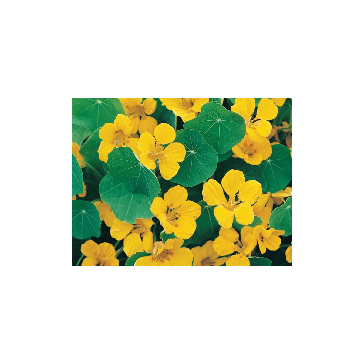 Nasturcja niska Tip Top Gold - Tropaeolum minus - nasiona nasturcji - 10 szt.