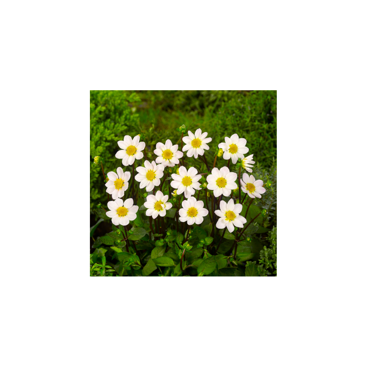 Jiřinka Topmix bílá - Dahlia - hlízy jiřinky - 1 ks