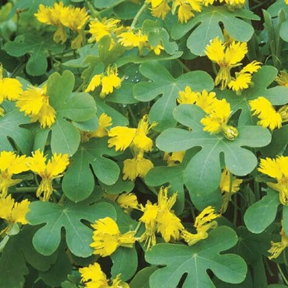 Nasturcja wysoka kanaryjska - Tropaeolum peregrinum - nasiona nasturcji - 10 szt.