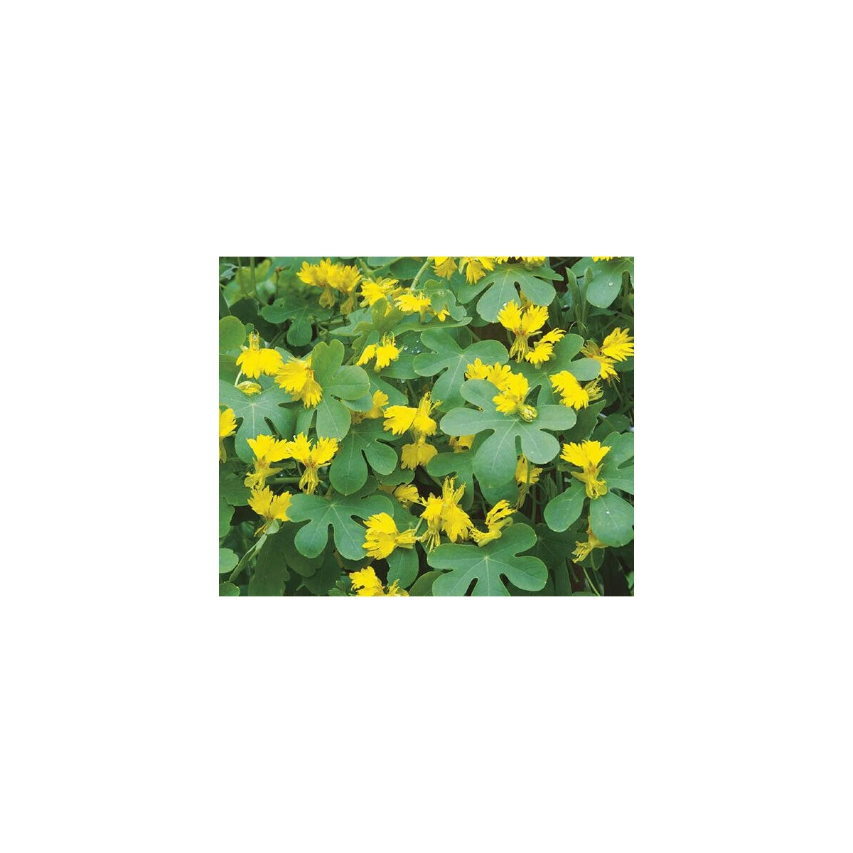 Nasturcja wysoka kanaryjska - Tropaeolum peregrinum - nasiona nasturcji - 10 szt.