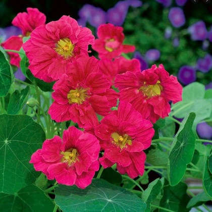 Nasturcja mniejsza Whirlybird Rose - Tropaeolum minus - nasiona nasturcji - 10 szt.