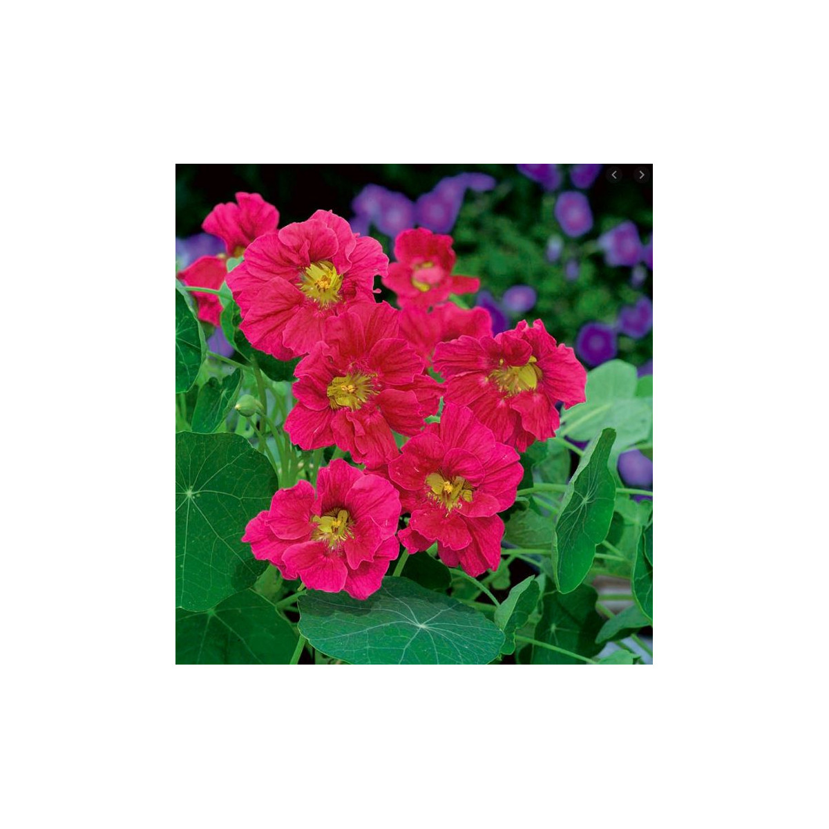 Nasturcja mniejsza Whirlybird Rose - Tropaeolum minus - nasiona nasturcji - 10 szt.