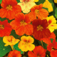 Nasturcja niska mieszanka kolorów - Tropaeolum majus nanum - nasiona nasturcji - 10 szt.