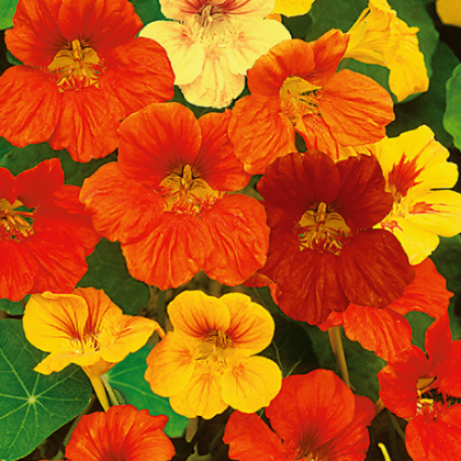 Nasturcja niska mieszanka kolorów - Tropaeolum majus nanum - nasiona nasturcji - 10 szt.