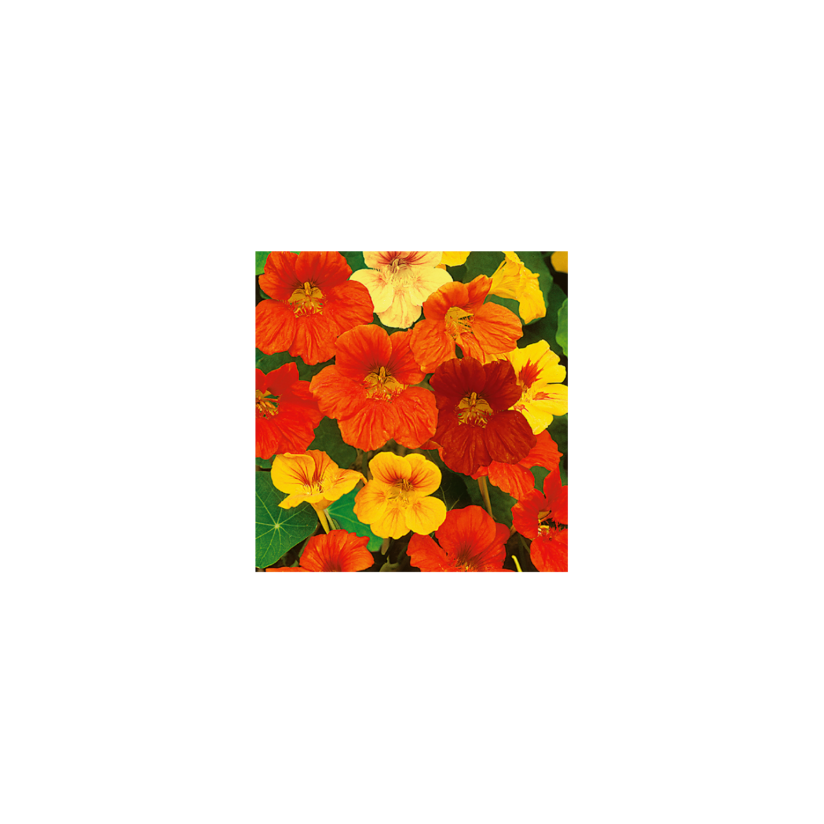 Nasturcja niska mieszanka kolorów - Tropaeolum majus nanum - nasiona nasturcji - 10 szt.