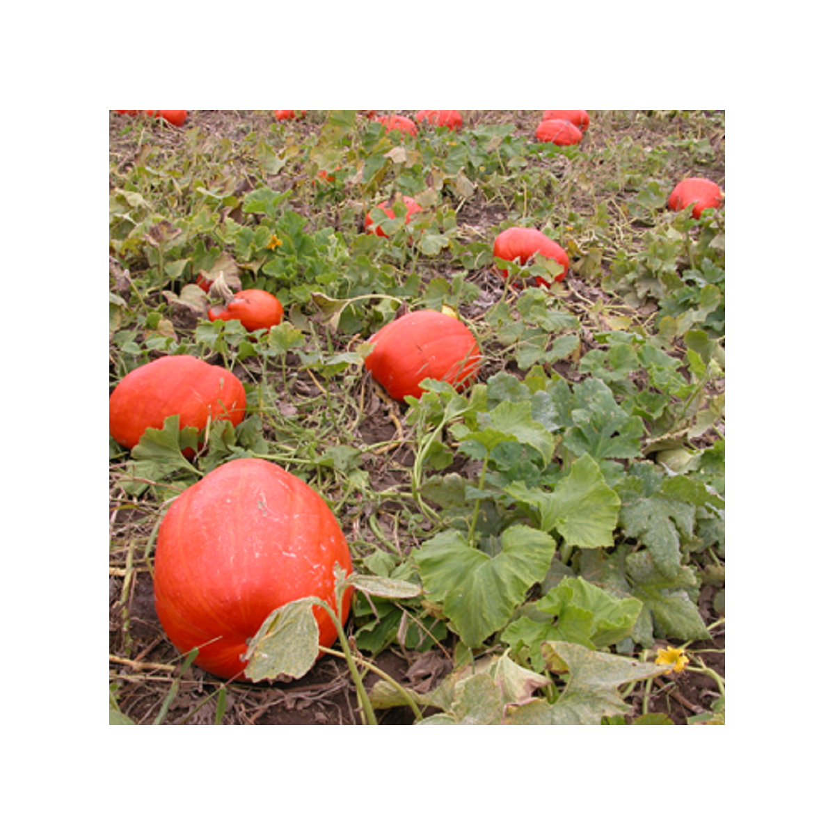 Tykev Goliáš velkoplodá - Cucurbita maxima - semena tykve - 3 ks