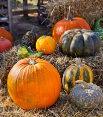 Tykvičky okrasné velkoplodé - Cucurbita pepo - semena tykve - 25 ks