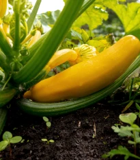 Cuketa zlatá Soleil F1 - Cucurbita pepo - semena cukety - 7 ks