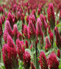 Koniczyna inkarnatka - Trifolium incarnatum - nasiona koniczyny - 150 szt.