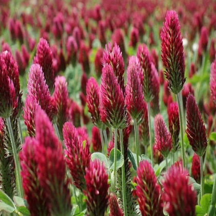 Koniczyna inkarnatka - Trifolium incarnatum - nasiona koniczyny - 150 szt.