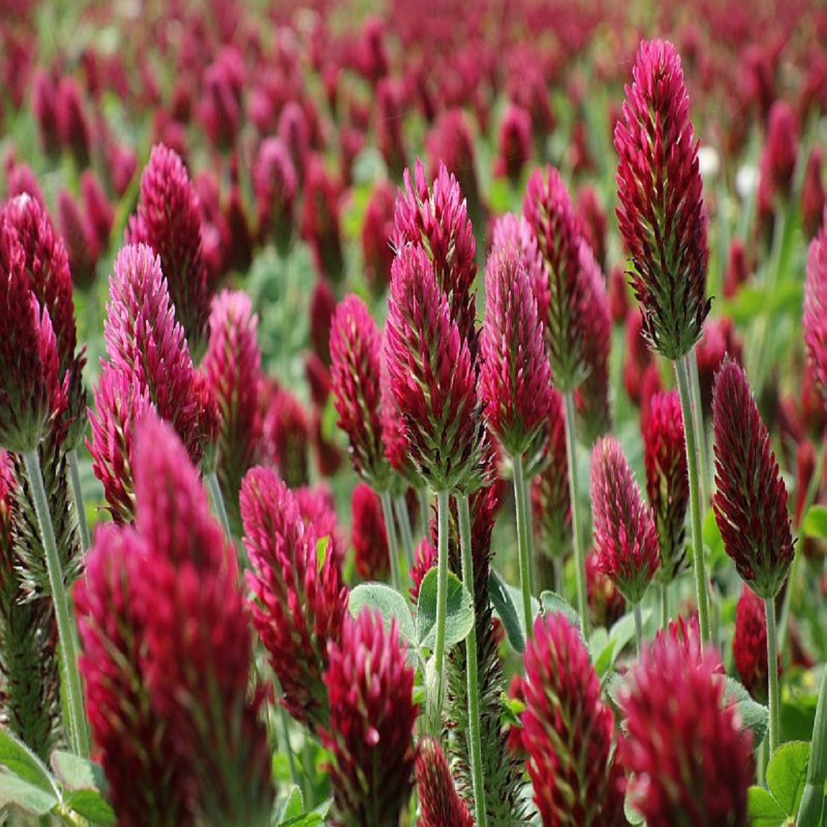 Jetel inkarnát - Trifolium incarnatum - semena jetele - 120 ks