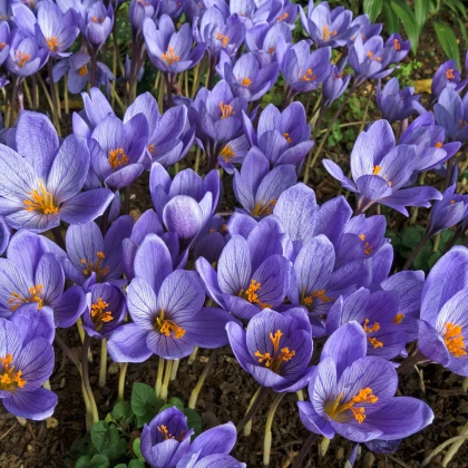 Krokus Conqueror - Crocus - hlízy krokusu - 3 ks