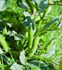 Bob ogrodowy - Vicia faba - nasiona bobu - 15 szt.