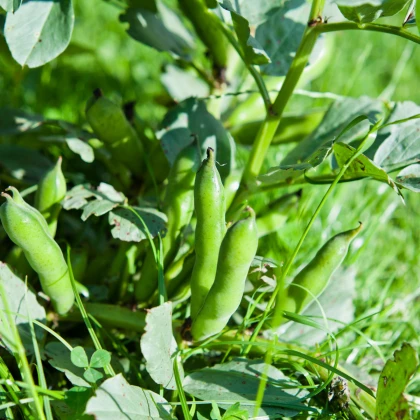 Bob ogrodowy - Vicia faba - nasiona bobu - 15 szt.
