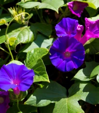 Povíjnice nachová Kniolas Black - Ipomoea purpurea - semena povíjnice - 20 ks