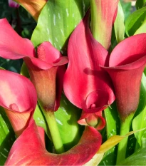 Kala Red Alert - Zantedeschia - hlízy kaly - 1 ks