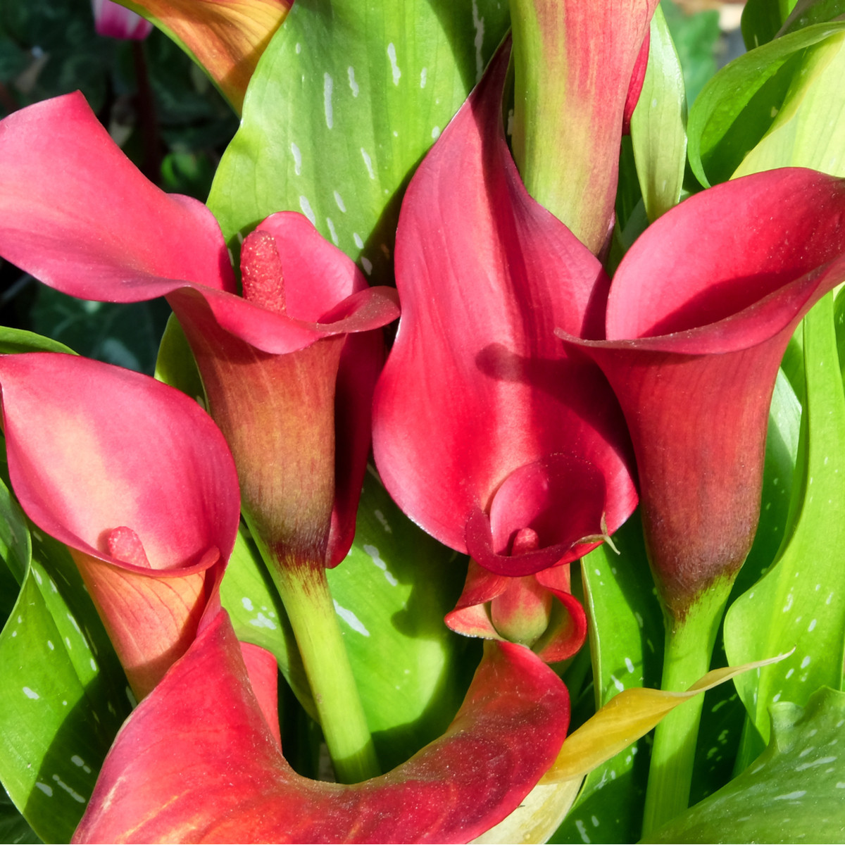 Kala Red Alert - Zantedeschia - hlízy kaly - 1 ks