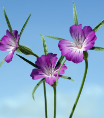 Koukol polní - Agrostemma githago - semena koukolu - 50 ks