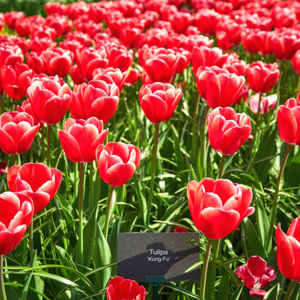 Tulipán Kung Fu - Tulipa - cibule tulipánu - 3 ks