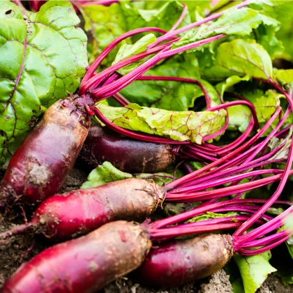 BIO Řepa salátová Foniro - Beta vulgaris - bio semena řepy - 100 ks