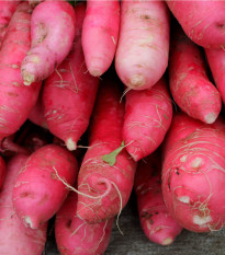 BIO Ředkev Ostergruss Rosa - Raphanus sativus - bio semena ředkve - 50 ks
