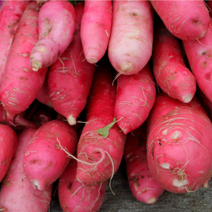 BIO Ředkev Ostergruss Rosa - Raphanus sativus - bio semena ředkve - 50 ks