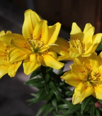 Lilie Fata Morgana - Lilium - cibule lilie - 1 ks