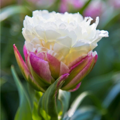 Tulipán Ice Cream - Tulipa - cibule tulipánu - 3 ks
