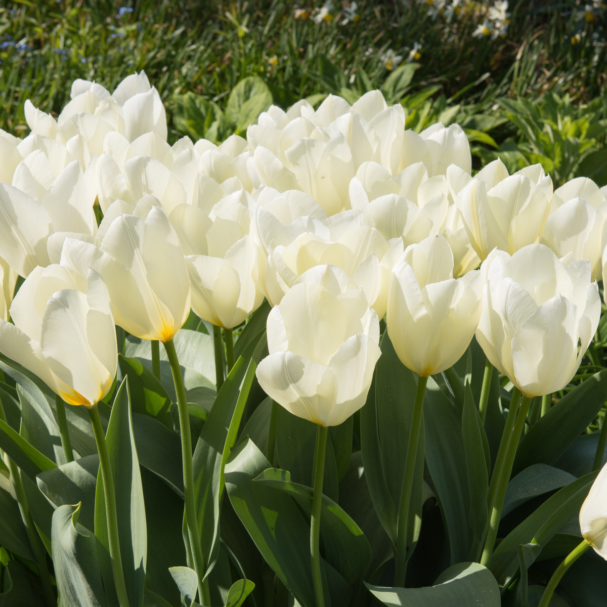 Tulipán White Purissima - Tulipa - cibule tulipánu - 3 ks