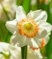 Narcis Pink Charm - Narcissus L. - cibuloviny - 3 ks