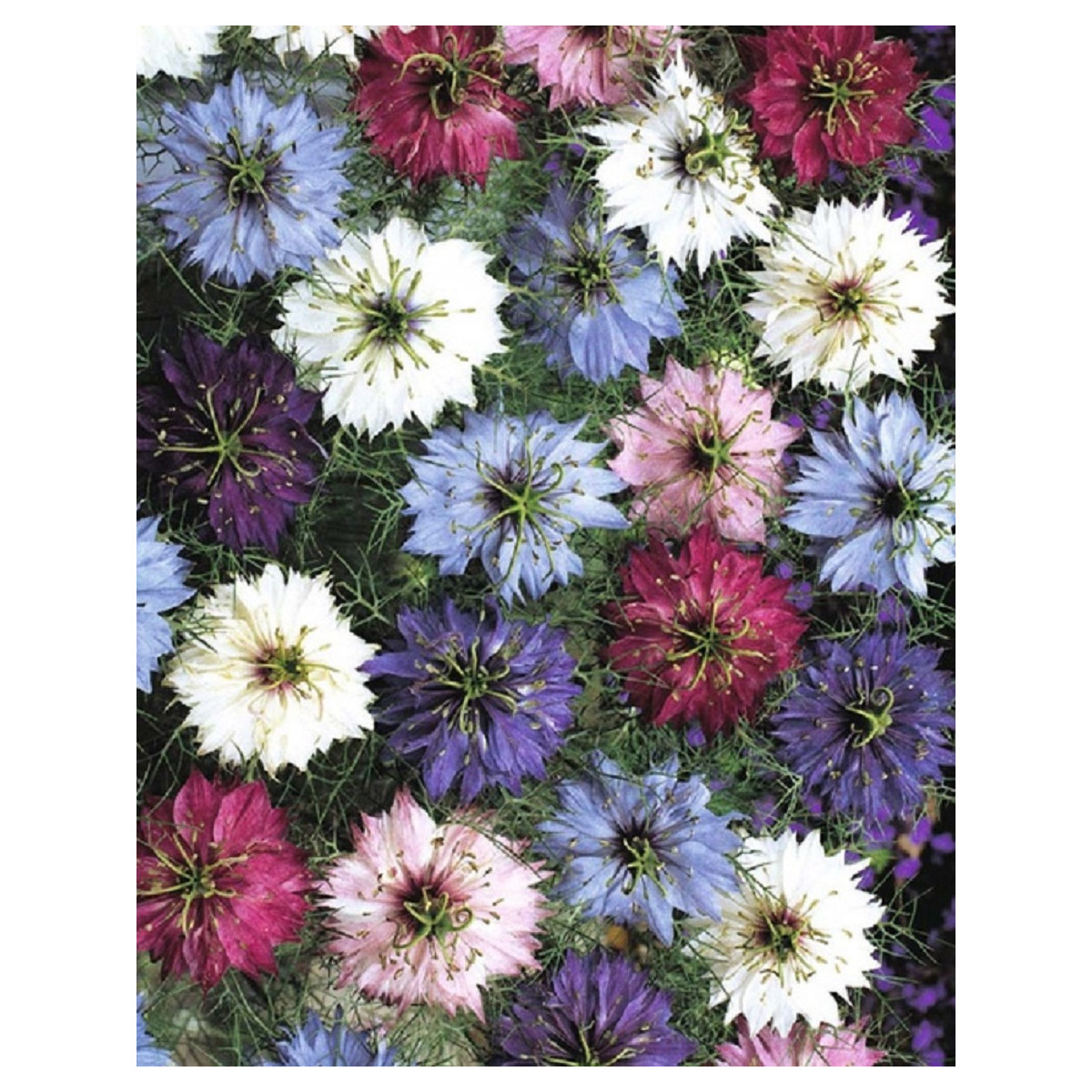 Černucha damašská směs - Nigella damascena - semena černuchy - 25 ks