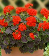 Muskat pasiasty Nekita Scarlet F1 - Pelargonia pasiatka - nasiona muškátu - 4 szt.