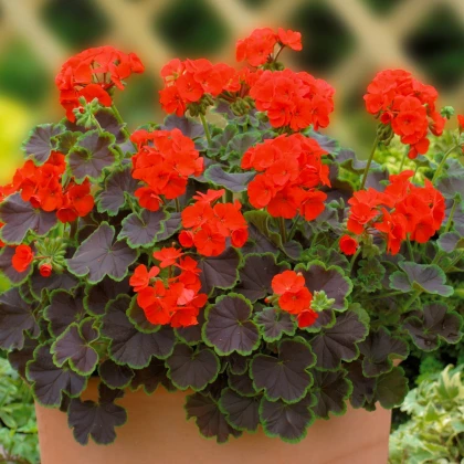 Muskat pasiasty Nekita Scarlet F1 - Pelargonia pasiatka - nasiona muškátu - 4 szt.