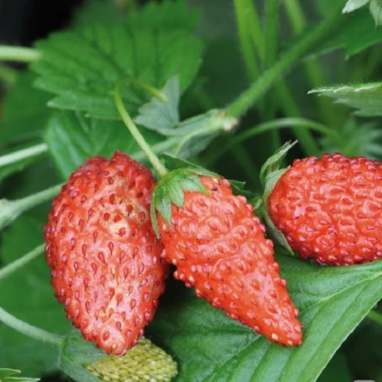 Poziomka Tubby Red - Fragaria vesca - nasiona poziomki - 15 szt.