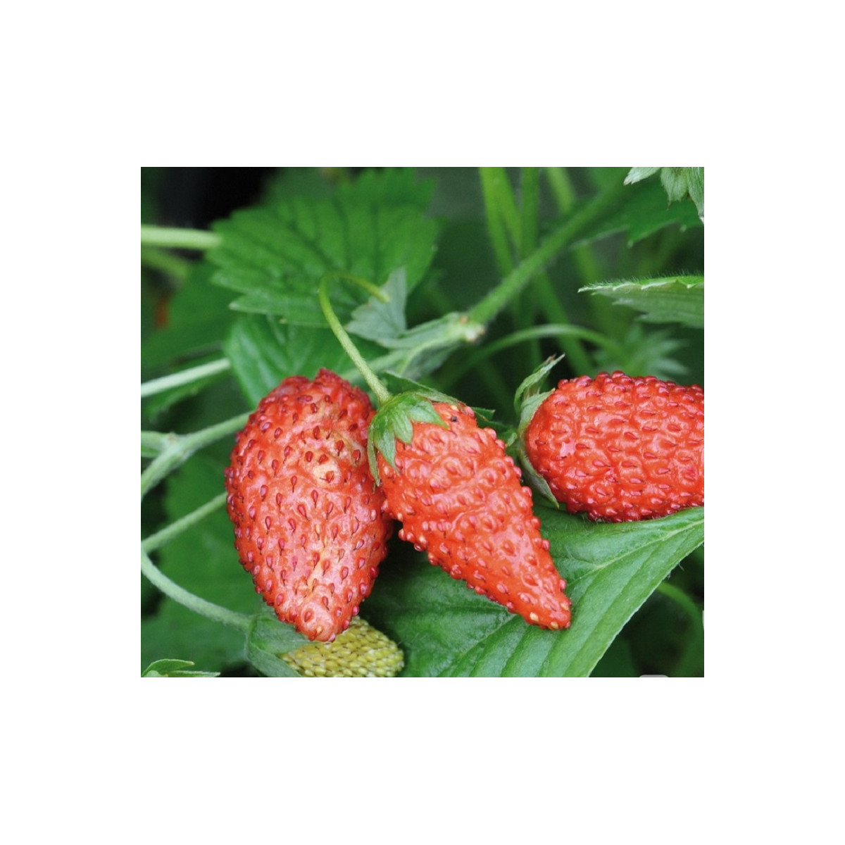 Poziomka Tubby Red - Fragaria vesca - nasiona poziomki - 15 szt.