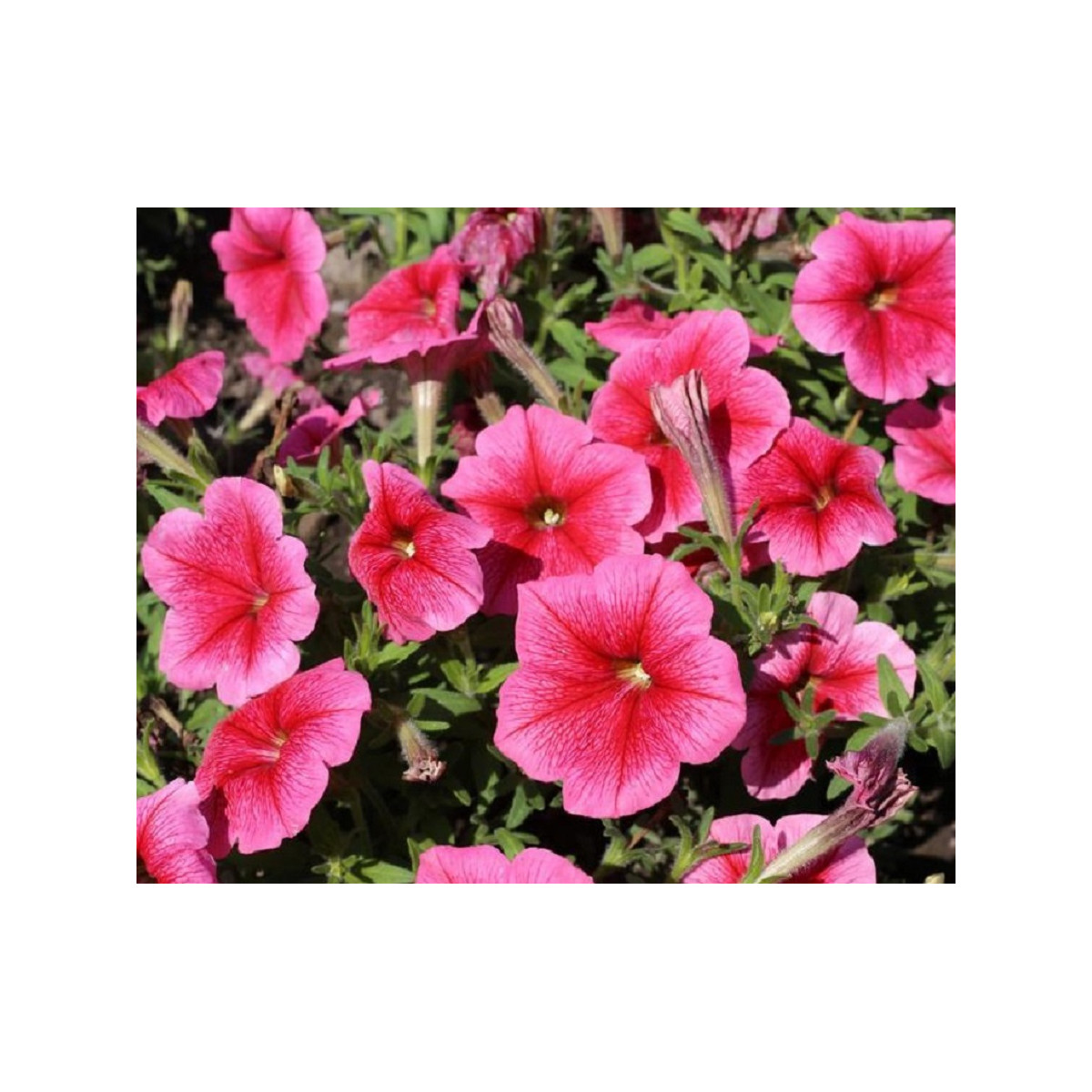Petúnie mnohokvětá Claudia F1 - Petunia hybrida - semena petúnie - 30 ks