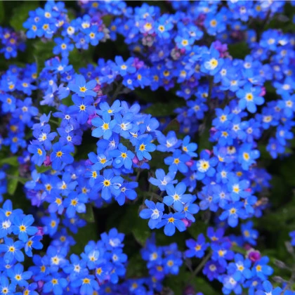 Pomněnka lesní Compindi - Myosotis sylvatica - semena pomněnky - 100 ks