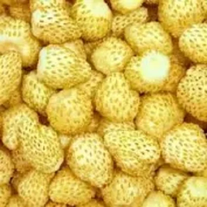 Poziomka Yellow Wonder - Fragaria vesca - nasiona poziomki - 200 szt.