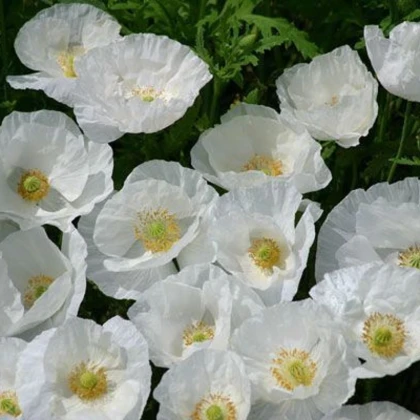 Mák bílý Bridal Silk - Papaver rhoeas - semena máku - 150 ks