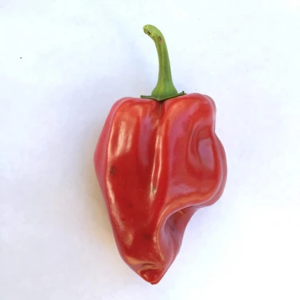 Chilli Pimientos De Padron - Capsicum annuum - semena chilli - 7 ks