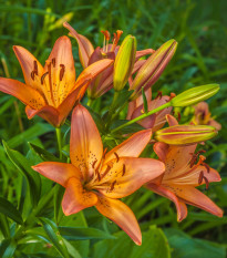 Lilie asijská Linda - Lilium - cibule lilie - 1 ks