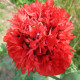 Mák Scarlet Peony - Papaver somniferum - semena máku - 150 ks