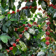 Kawowiec arabski Himalaya - Coffea arabica - nasiona kawowca - 15 szt.