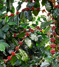 Kawowiec arabski Himalaya - Coffea arabica - nasiona kawowca - 15 szt.